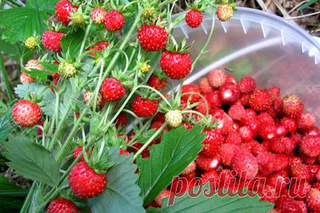 Весенние работы в саду: ЗЕМЛЯНИКА — Сад Заготовка