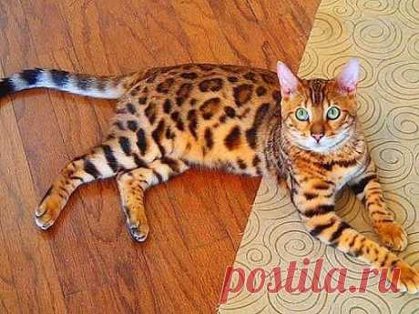 [Кот (Котофул комьюнити)] - nadegdacherepaschuk@gmail.com - Gmail
