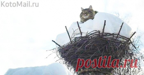 Жду весну!