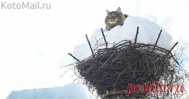 Жду весну!