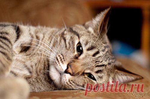 Забавные КОТОприколы / Питомцы