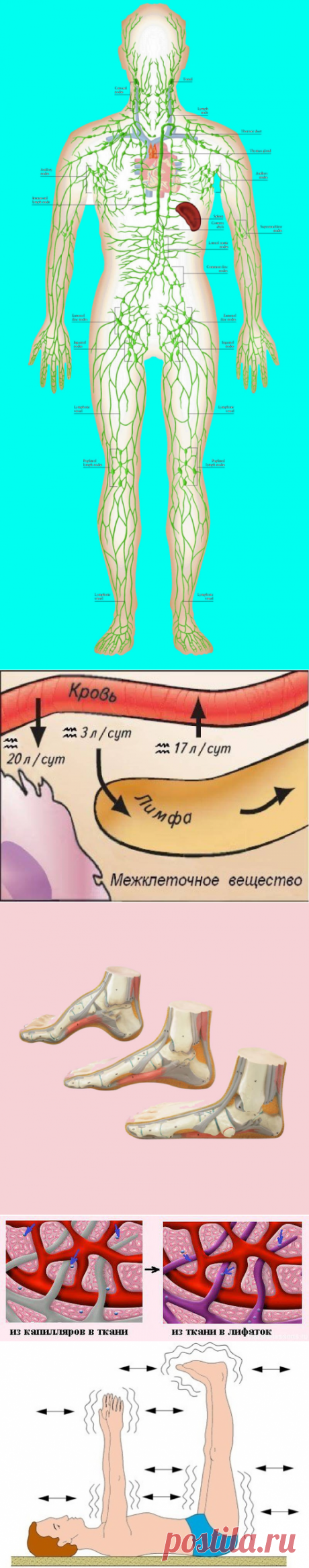 Лимфатическая система: почему необходимо заставлять лимфу двигаться