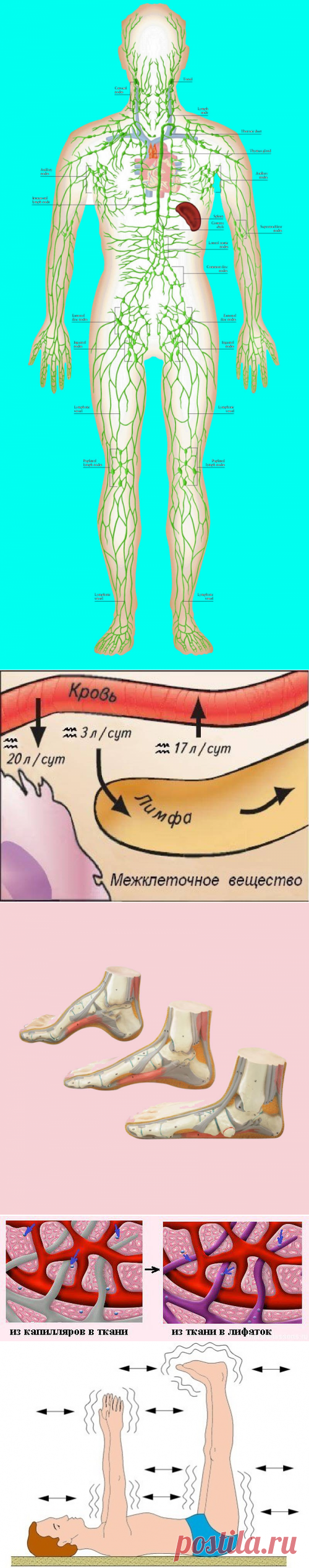 Лимфатическая система: почему необходимо заставлять лимфу двигаться