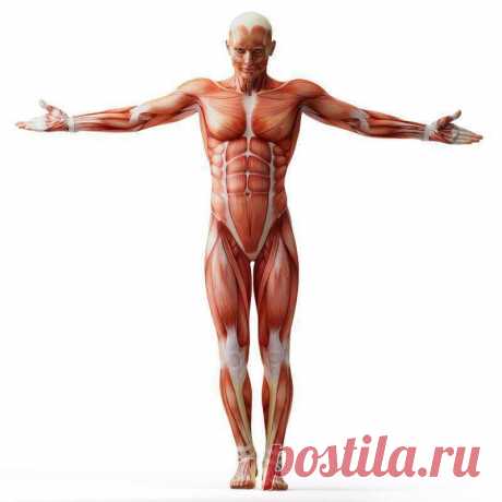 Упражнения для мышц таза и позвоночника. Тазовый «лифт» В этой статье вы узнаете несколько упражнений, которые помогут мобилизовать мышцы тазового дна, а также глубокие стабилизирующие мышцы таза и позвоночника.
