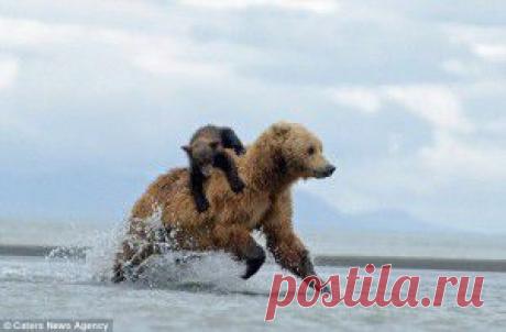 Медвежонок верхом на медведеце