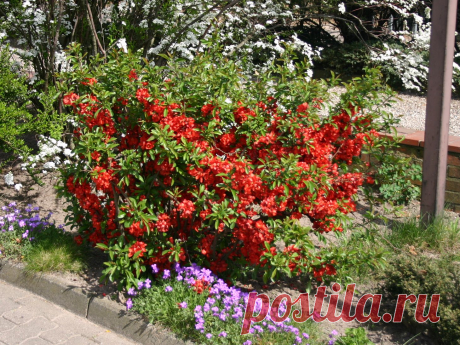 Айва японская низкая Хеномелес Маулея Chaenomeles ‘Japonica maulei’