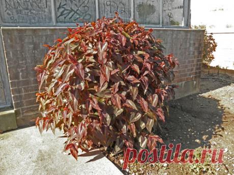 Горец: популярные виды, выращивание, уход и способы размножения