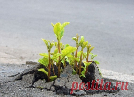 Городское чудо, ростки пробивают асфальт!
Эти юные богатыри предположительно тополя — удивительно сильные деревья.