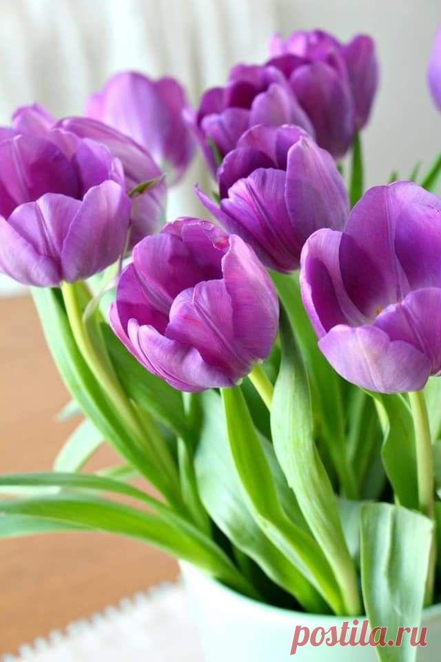 Пин на доске яТЮЛЬПАНЫ