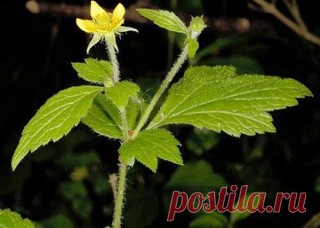 (Qlum urbanum)Многолетник. Желчегонное, почки, печень, заболевание дёсен, обезболивающее, слабо - снотворное действие.