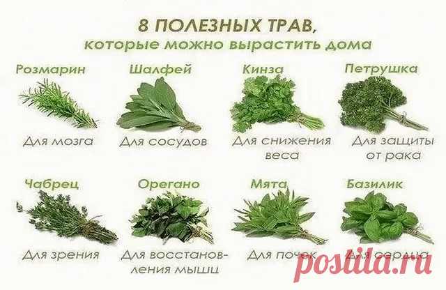 8 полезных трав