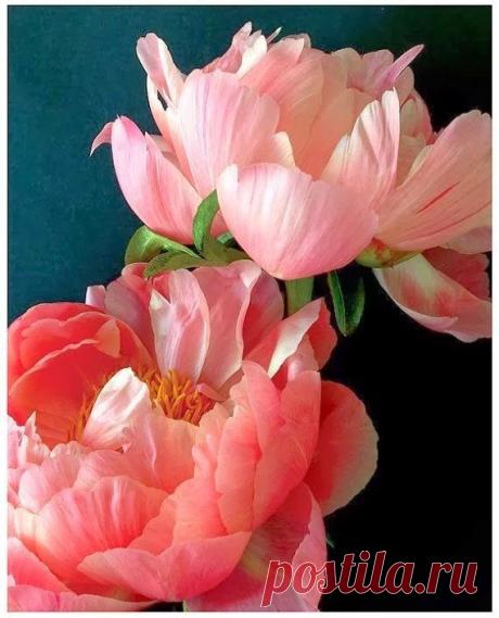 Two Pink Peonies