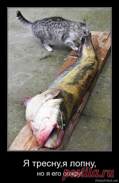 Я тресну я лопну но я его сожру)))