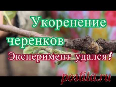 Дата съемки: 9 сентября 2016 г. И снова я продолжаю экспериментировать. И эксперимент с укоренением черенков на дереве дал результат. Этим результатом я хоте...