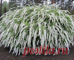 Купить саженцы спирея и декоративные кустарники