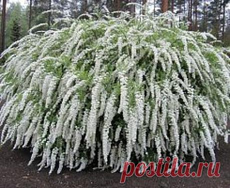 Купить саженцы спирея и декоративные кустарники