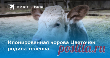 2023-Клонированная корова Цветочек родила теленка Конечная цель эксперимента - создание генно-модифицированного стада, которое будет давать гипоаллергенное молоко для детей