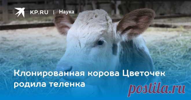 2023-Клонированная корова Цветочек родила теленка Конечная цель эксперимента - создание генно-модифицированного стада, которое будет давать гипоаллергенное молоко для детей