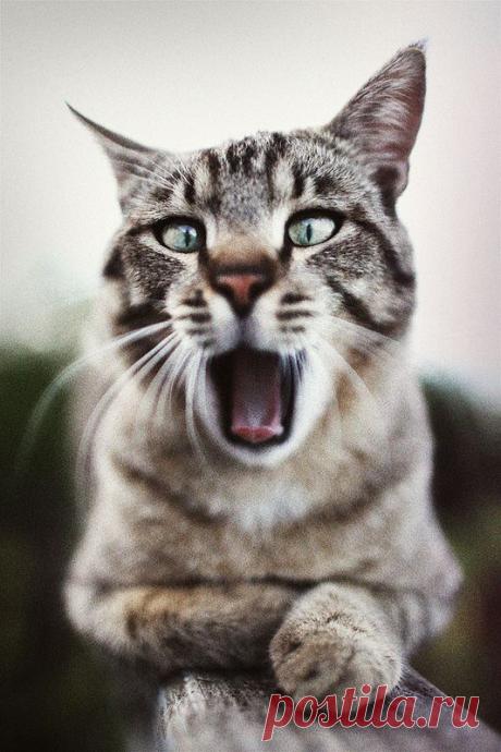 Mwaww. | Flickr - Photo Sharing!