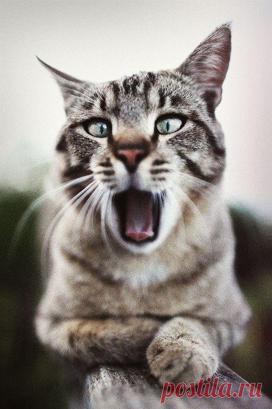 Mwaww. | Flickr - Photo Sharing!