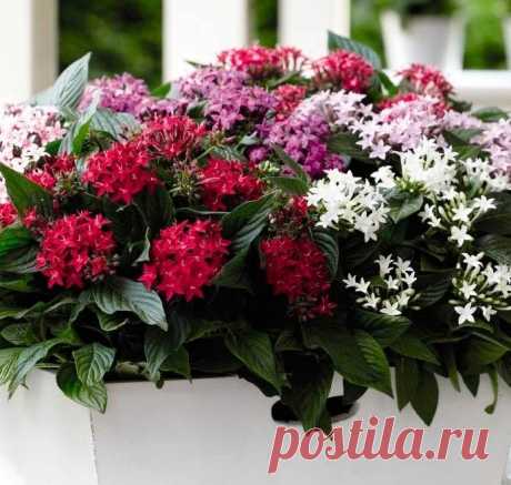 Комнатное растение Пентас (Pentas). Пентас - относительно неприхотливое, однако не слишком часто встречающееся в продаже растение. Его выращивают ради красивых соцветий, состоящих из многочисленных трубчатых цветков. Цветение продолжительное, может происходить даже в зимний период. Пентас достаточно быстро растет, поэтому компактную форму растения в горшке поддерживают с помощью прищипки и обрезки. В культуре выведены сорта с розовой, белой и розовато-лиловой окраской цветков.