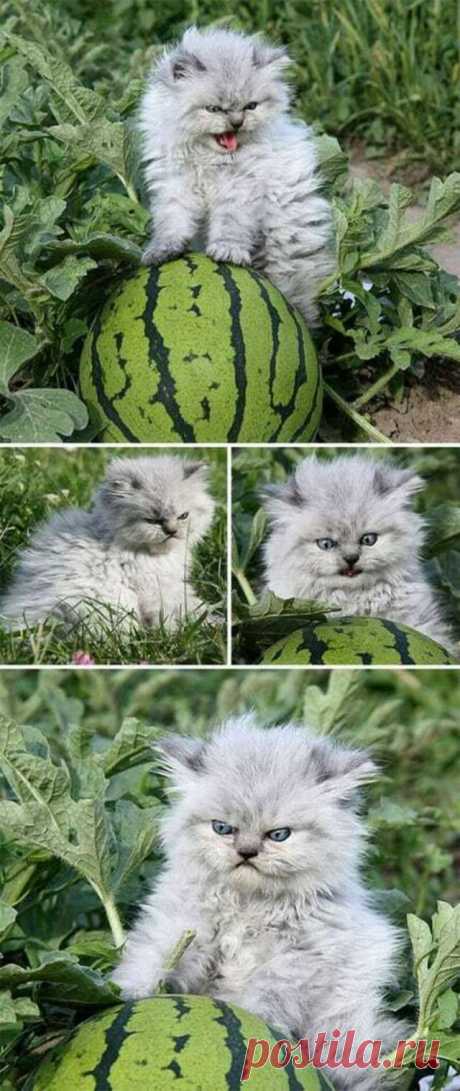 Зловещие котята, с которыми лучше не связываться