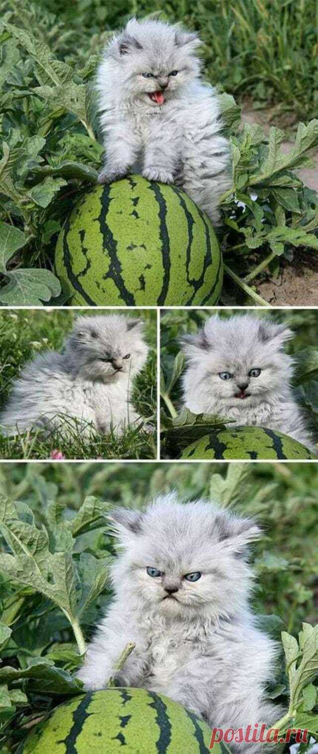 Зловещие котята, с которыми лучше не связываться