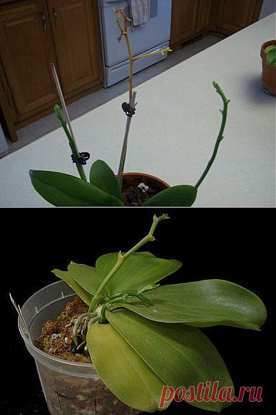 Когда отцвела орхидея, что делать? Несколько простых советов по уходу - FB.ru