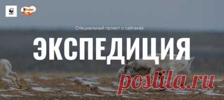 «Сайгаки приходят к артезиану с первыми лучами солнца и пьют, склонив увенчанные рогами-лирами головы. Все они очерчены сиянием рассвета – настоящие золотые антилопы». Этим летом редактор нашего сайта Настя Крутикова отправилась в жаркие астраханские степи в поисках сайгаков. И она их нашла – а теперь рассказывает, как это было.