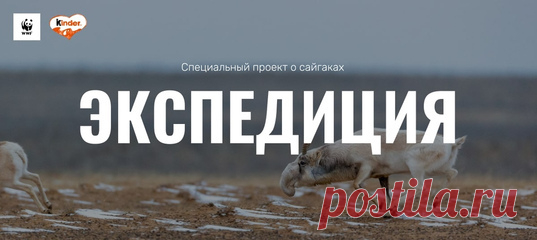 «Сайгаки приходят к артезиану с первыми лучами солнца и пьют, склонив увенчанные рогами-лирами головы. Все они очерчены сиянием рассвета – настоящие золотые антилопы». Этим летом редактор нашего сайта Настя Крутикова отправилась в жаркие астраханские степи в поисках сайгаков. И она их нашла – а теперь рассказывает, как это было.