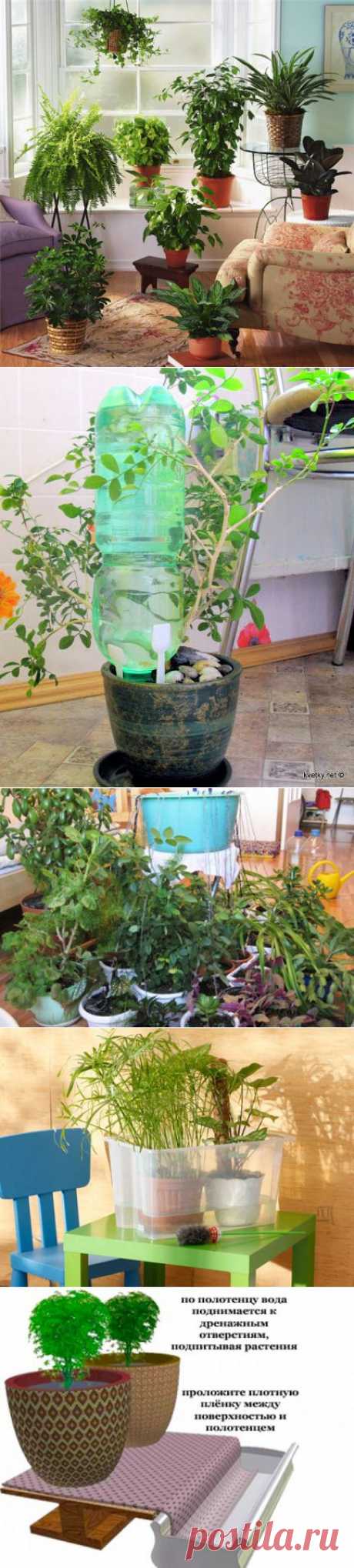 Как сохранить комнатные цветы, уезжая в отпуск! | ЖЕНСКИЙ МИР