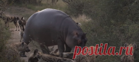 Ранним африканским утром в заповеднике пересеклись пути стаи гиеновидных собак, нескольких гиен и одного бегемота, не любящего чужаков. Виновницами встречи стали две импалы, убегающие от преследователей. Как дальше разворачивались события, удалось запечатлеть очевидцам.