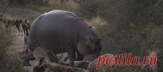 Ранним африканским утром в заповеднике пересеклись пути стаи гиеновидных собак, нескольких гиен и одного бегемота, не любящего чужаков. Виновницами встречи стали две импалы, убегающие от преследователей. Как дальше разворачивались события, удалось запечатлеть очевидцам.