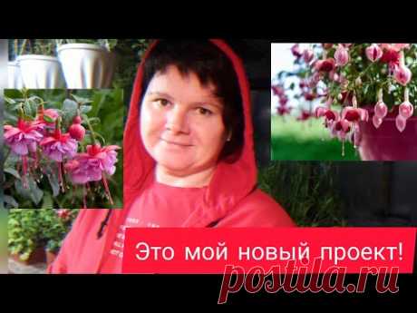 Фуксия так и манит!!! ФУКСИМАНИЯ!