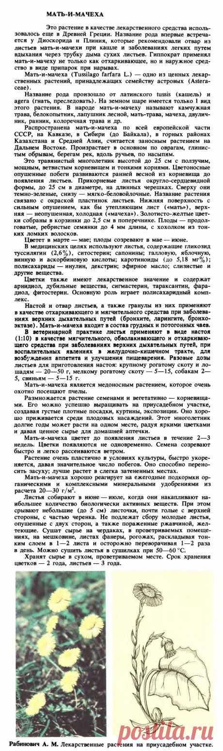 Мать-и-мачеха