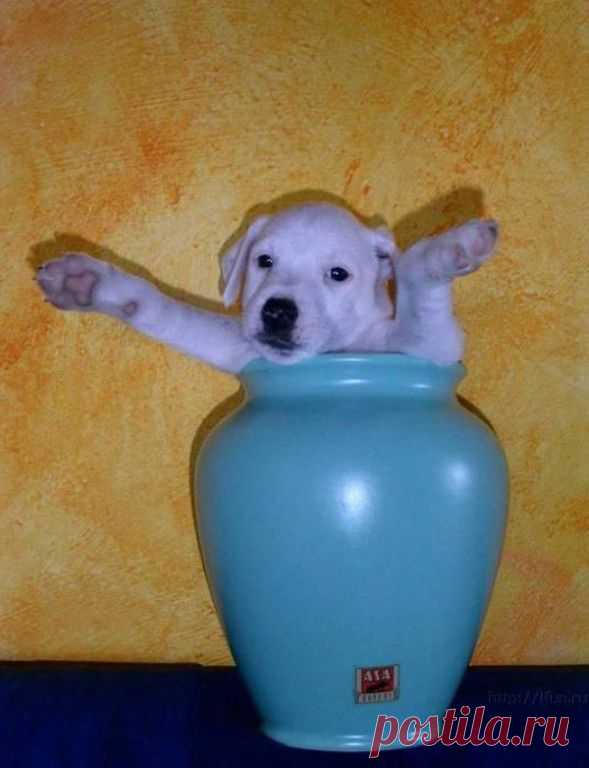 Вдохновение