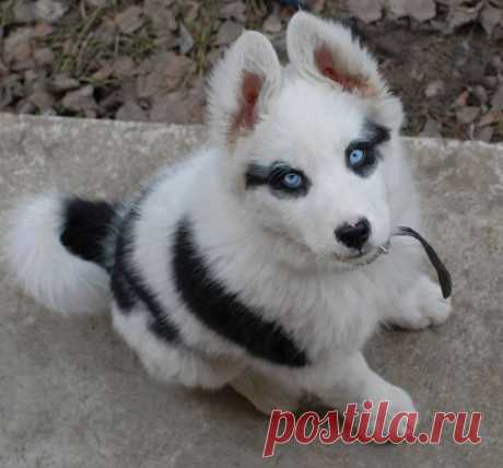 Смешные и забавные собаки