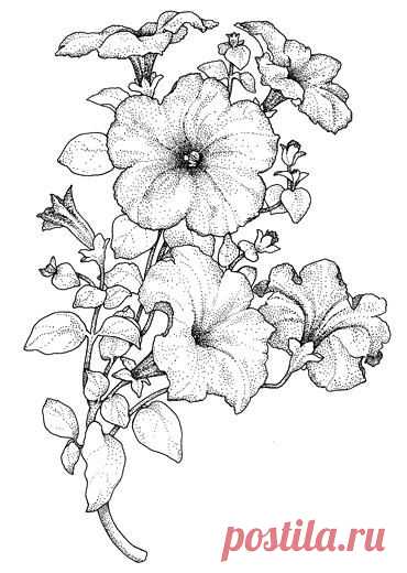 ЦВЕТОЧНЫЕ РИСУНКИ ДЛЯ РОСПИСИ, БАТИКА И ВИТРАЖА