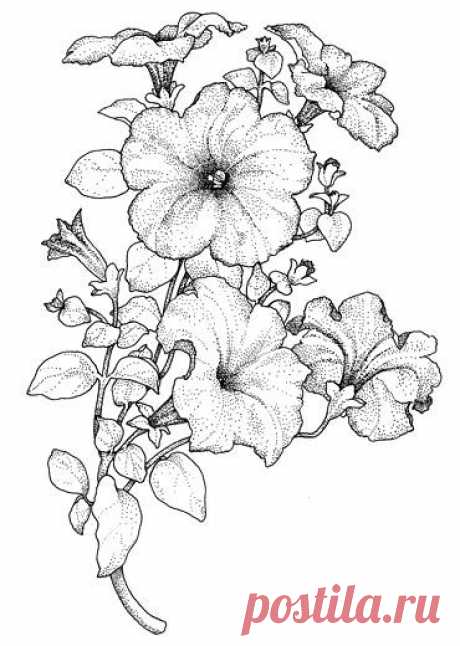 ЦВЕТОЧНЫЕ РИСУНКИ ДЛЯ РОСПИСИ, БАТИКА И ВИТРАЖА