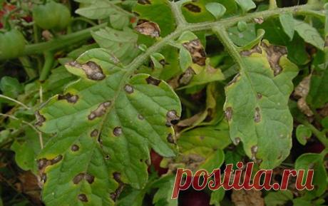 Народные средства от фитофторы томатов: чем обработать помидоры, как бороться, препараты от фитофтороза, профилактика и лечение, фото и видео | Кролики и кролиководство