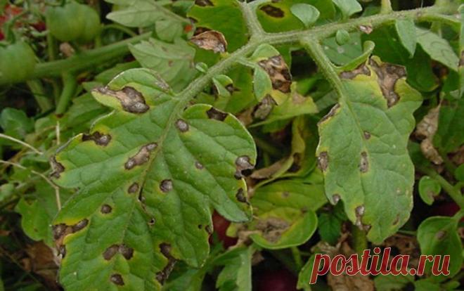 Народные средства от фитофторы томатов: чем обработать помидоры, как бороться, препараты от фитофтороза, профилактика и лечение, фото и видео | Кролики и кролиководство