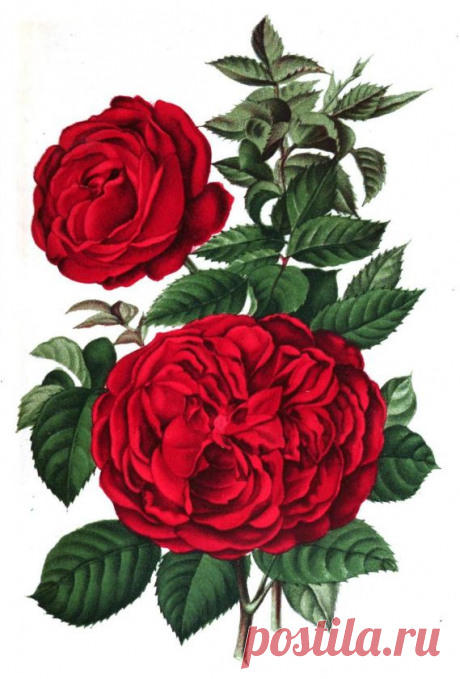 Rose Madam Hardon