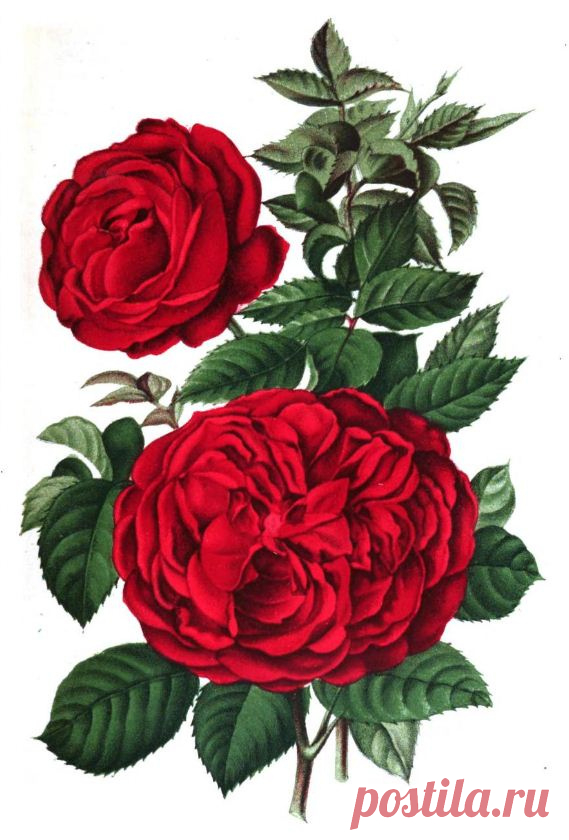 Rose Madam Hardon