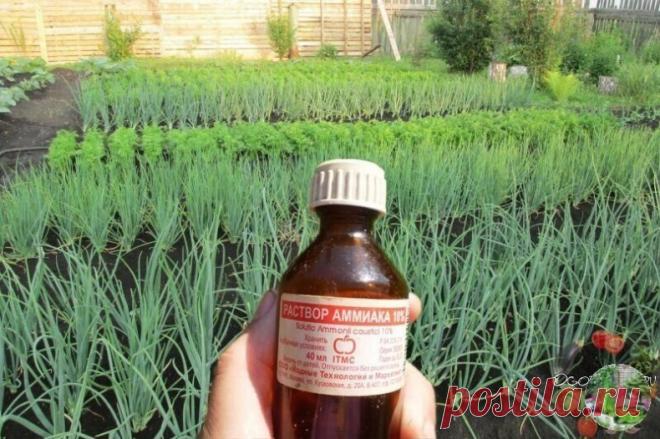 Подкормки для лука.
Чтобы ежегодно не мучиться вопросом почему опять лук не уродился, прочитайте и сохраните несколько моих секретов ухода за ним.
1. Перед посадкой замочите его на три часа в растворе соли
: 1 ст. ложка на 1 л воды. Затем два часа подержите в темном растворе марганца. Затем обязательно промойте.
2. Подкормки. Лук очень любит дрожжевой настой: 100 г дрожжей на ведро. Настаиваем один час, затем поливаем простой водой, через пару часов подкармливаем. Через су...