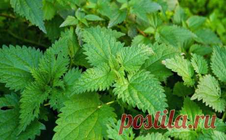 Народные средства лечения геморроя.