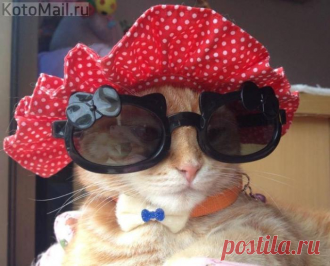 Мадам Брошкина