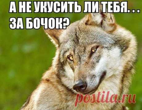 Ох уж эти волки!