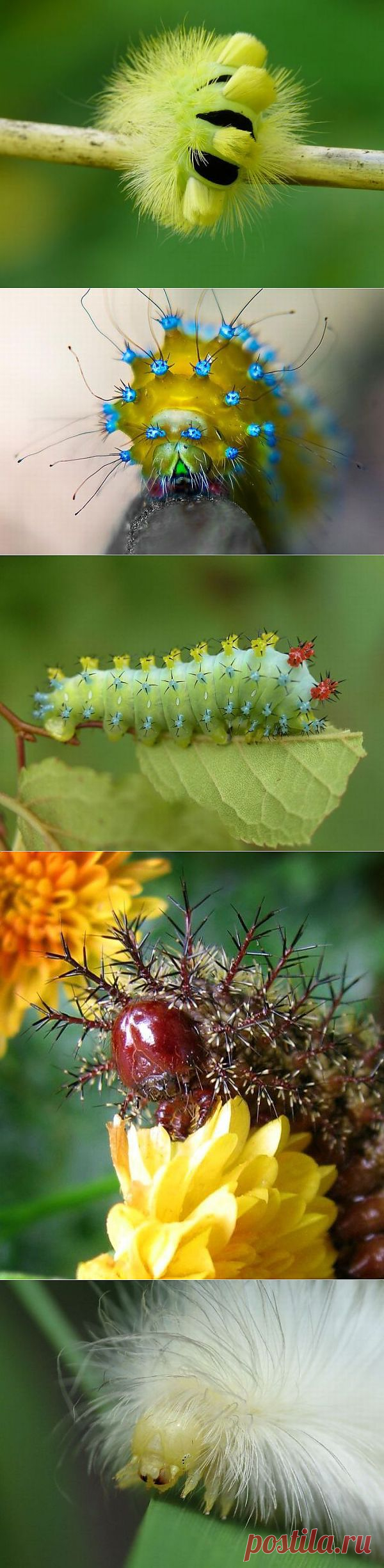 Step & Step - Необычные гусеницы