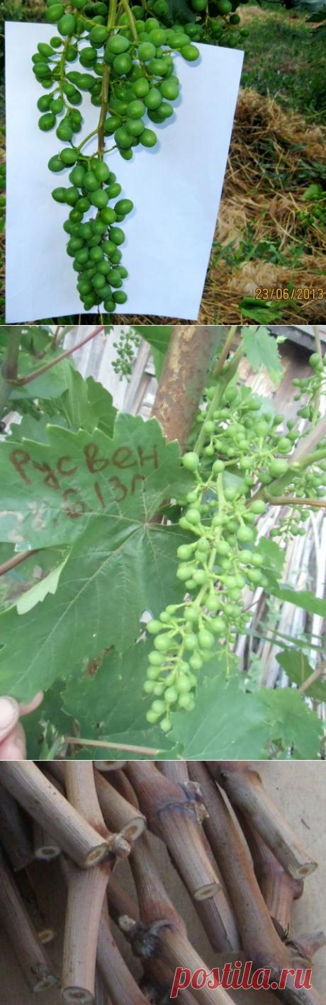 Что нужно предпринять для хорошего опыления кистей винограда. | Виноградная Лоза