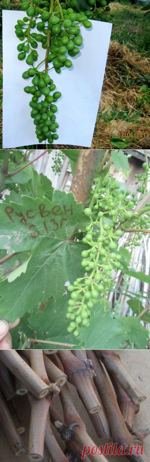Что нужно предпринять для хорошего опыления кистей винограда. | Виноградная Лоза